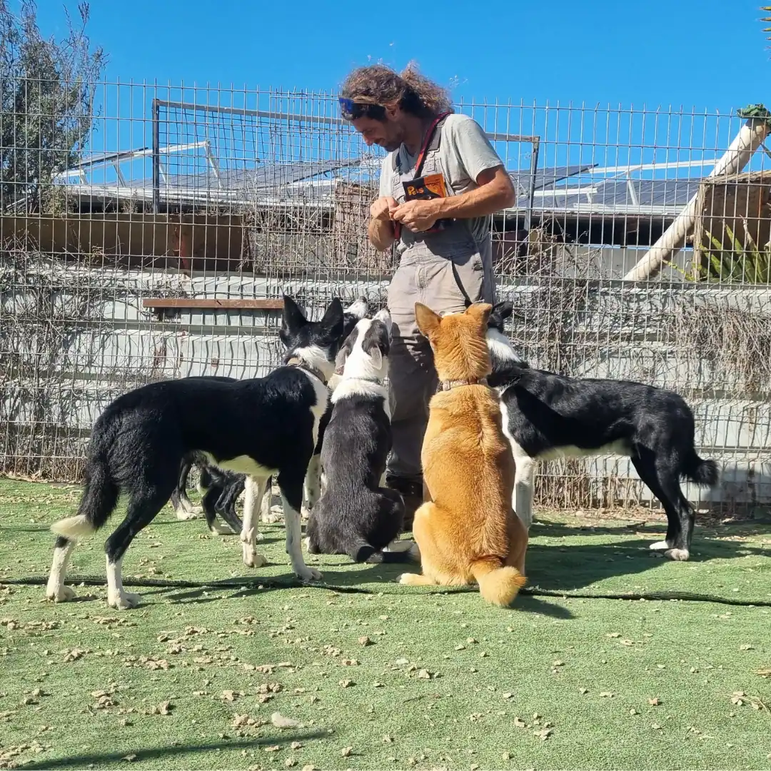 Fetch ריבועי (7)